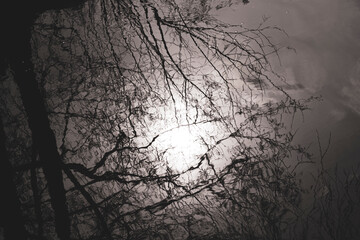 reflection in the water