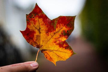 autumn leaf,
