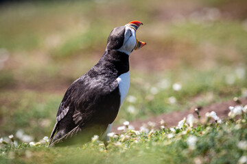 A Puffin with Open Beak Whilst Calling Out