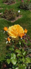 Yellow Orange Rose