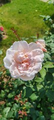 Light Pink Rose