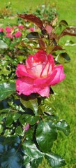 Pink Rose Bloom