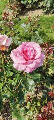 Pink Rose Bloom