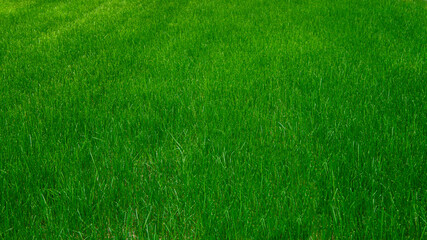 green grass background