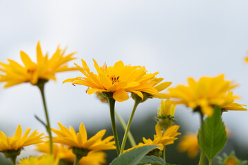 yellow flowers on blue sky background