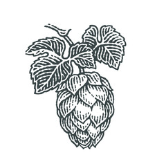 Hop, brewing beer. Hops on a twig with leaves. Hand drawn engraving style illustrations. Vector engraving.