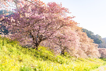 みなみの桜 菜の花 まつり 快晴