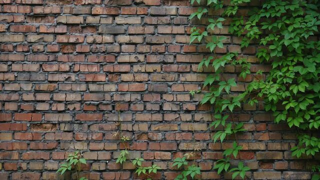 Ivy partially covers the brick wall. Red brick building wall. Space for text. background, texture