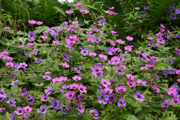 Fototapeta premium Pelargonium flowering in the Yorkshire garden at 900ft