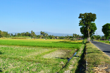 Fototapeta na wymiar wide and green rice fields with small ditches