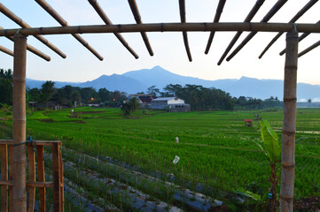 view of the vast and green rice fields in the morning