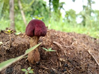 Red colour Mushroom in garden