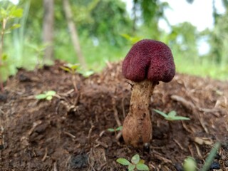 mushroom in the forest