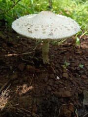 mushrooms in the forest