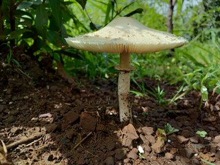 mushrooms in the forest