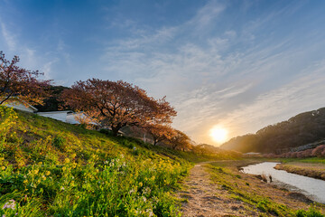 みなみの桜 菜の花 まつり 快晴　早朝