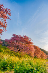 みなみの桜 菜の花 まつり 快晴　早朝