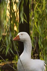 white goose on the grass