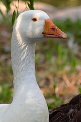 white goose on the grass