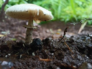 mushroom in the Indian forest