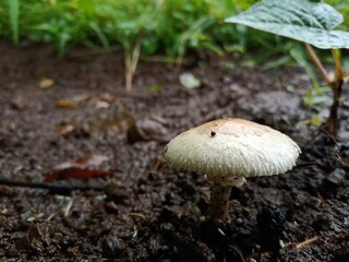 mushroom in the forest