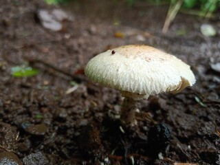 mushroom in the forest