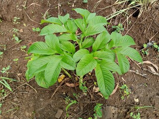 Elephant foot yam plant in Indian jungle