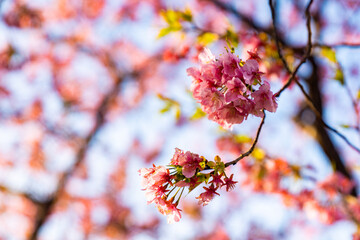みなみの桜 菜の花 まつり 快晴　早朝