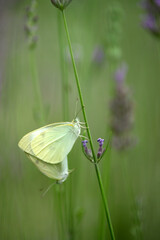 couple butterfly