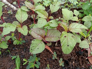 Edible Amaranth vegetable plant red colour leaves