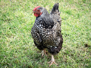 View of silver laced hen on green grass