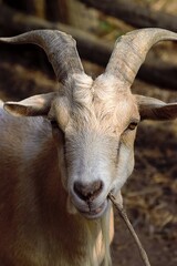 close up of a goat