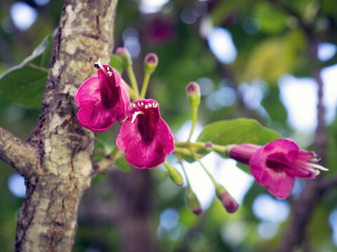 Puriri tree (Vitex lucens) flowers
