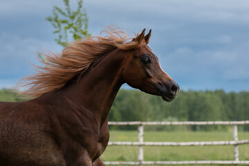 Obraz premium Head of a beautiful chestnut arabian horse, portrait in motion closeup.