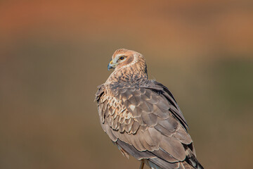 Chicken Harrier, (Circus cyaneus), perched on ground in the wild.
