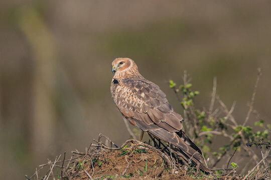 Chicken Harrier, (Circus cyaneus), perched on ground in the wild.