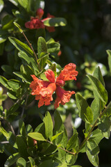 Granatapfelbl&uuml;te, Granatapfel, Bl&uuml;te