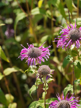 Detailansicht Der Rosa Monarda Russeliana Blume Oder Indianernessel