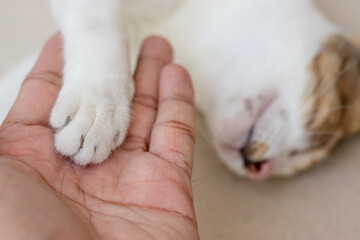The owner of the cat is holding his feet while the cat sleeps cutely and comfortably.