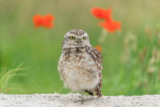 Burrowing owl (Athene cunicularia) on the ground in front of their burrow and grass. Red flowers in the background. Angry bird.
                              