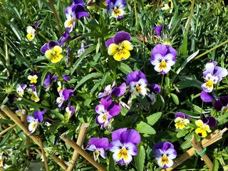 Blooms and Blossoms