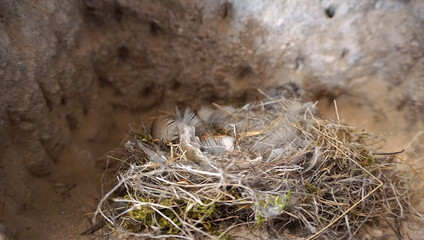 Abandoned bird nest in cave