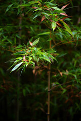 fresh bamboo leaves