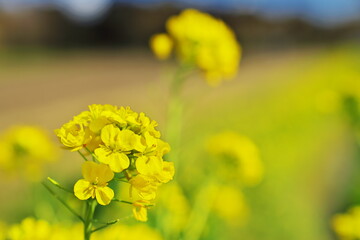 菜の花が咲く街角