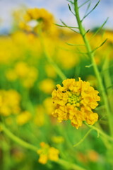 菜の花畑に訪れた冬の終わり