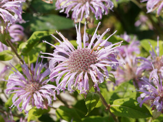 Detailansicht der rosa Monarda russeliana Blume oder Indianernessel