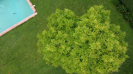 Pool and tree