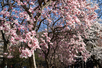 Blooming Pink Magnolia Tree Flowers at Washington Square Park during Spring in Greenwich Village of New York City