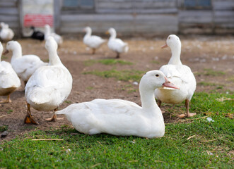 A flock of geese graze on the green grass