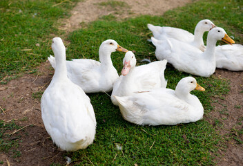 A flock of geese graze on the green grass